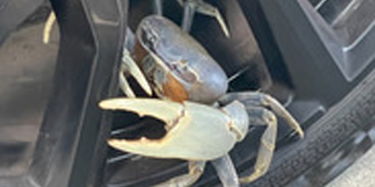 Marine Fisheries ask for sightings reported of invasive blue land crab after uptick