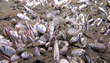 The U.S. dumped 500,000 tons of oyster shells into the ocean in 2007 - Nearly two decades later, they have created a thriving habitat for thousands of marine species