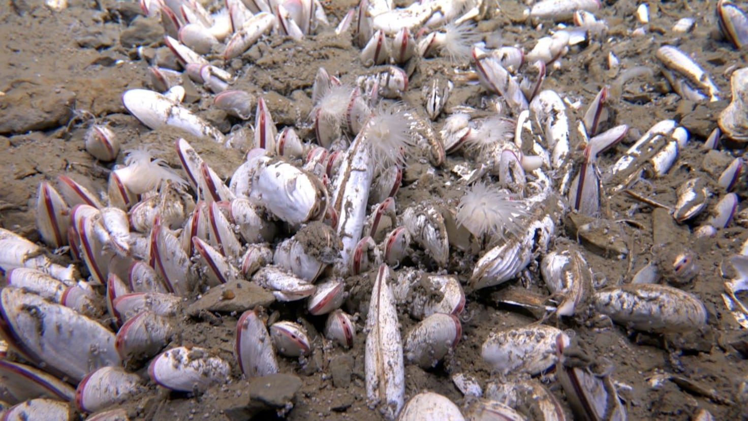 The U.S. dumped 500,000 tons of oyster shells into the ocean in 2007 - Nearly two decades later, they have created a thriving habitat for thousands of marine species