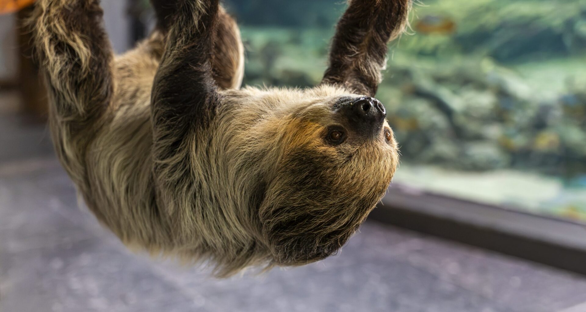 Alface, The Shedd's New 2-Toed Sloth, Is Ready To Meet Chicagoans