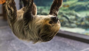 Alface, The Shedd's New 2-Toed Sloth, Is Ready To Meet Chicagoans