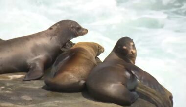 Teen in viral video of La Jolla sea lion assault pleads guilty – NBC 7 San Diego