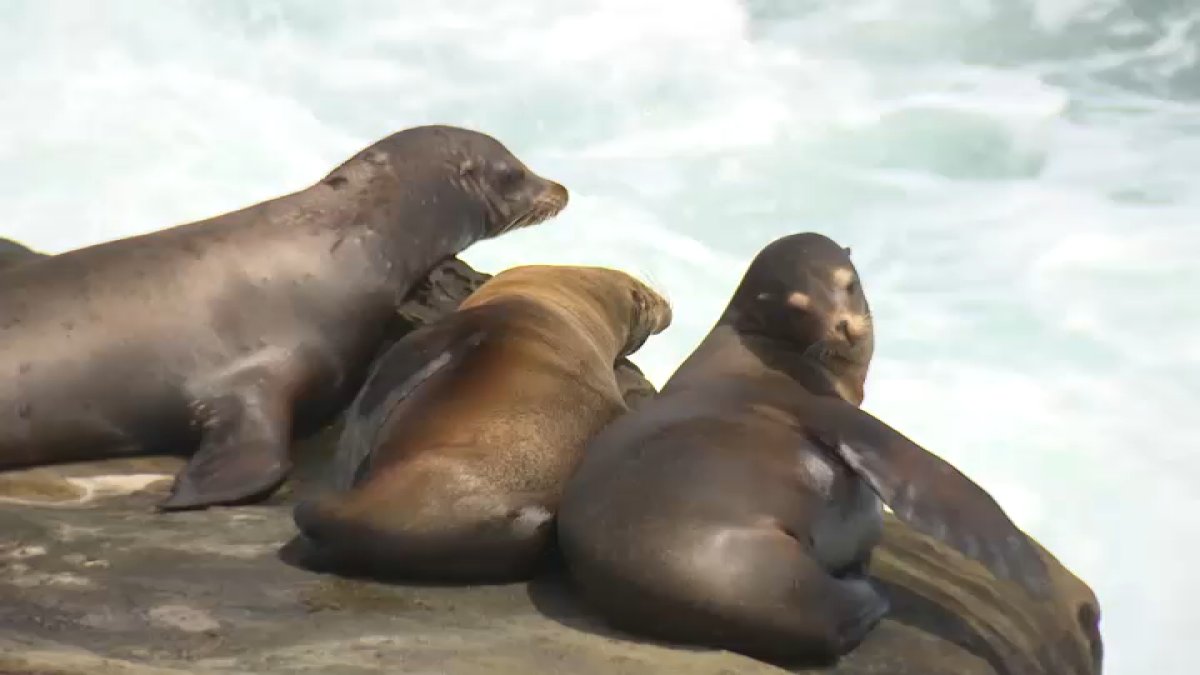 Teen in viral video of La Jolla sea lion assault pleads guilty – NBC 7 San Diego