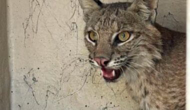 Longview Animal Control captures bobcat inside Komatsu manufacturing plant
