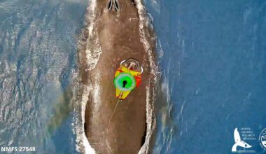 UH researchers use drones to tag humpback whales