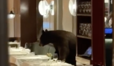 A bear walks into a bar …
