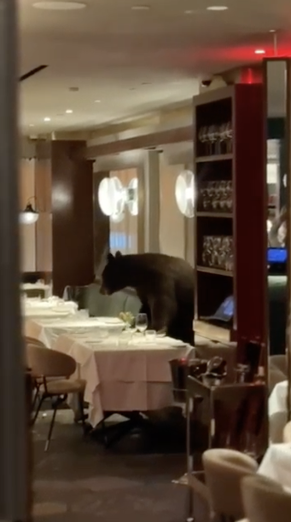 A bear walks into a bar …