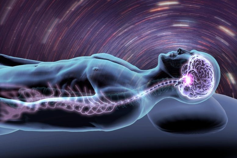 Sleep Dreaming Brain Spinal Cord Nervous System