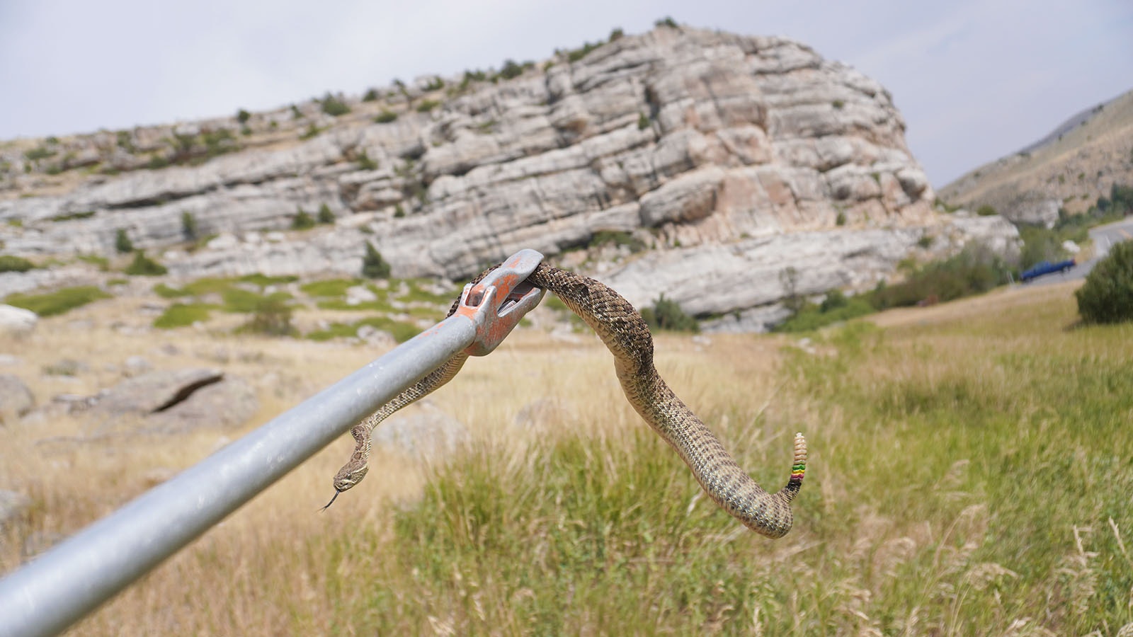 Prairie rattlesnakes are thriving in Sinks Canyon State Park near Lander in part because of an abundance of food sources.