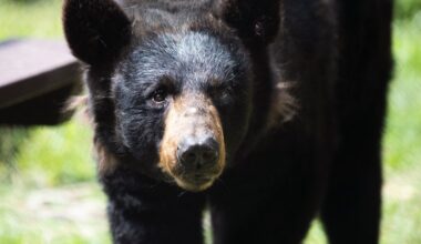 What to do if you see a black bear in Maine