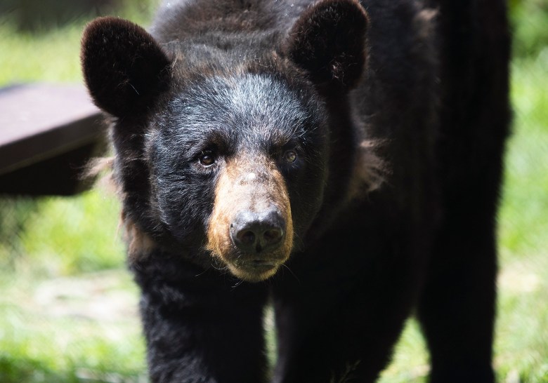 What to do if you see a black bear in Maine