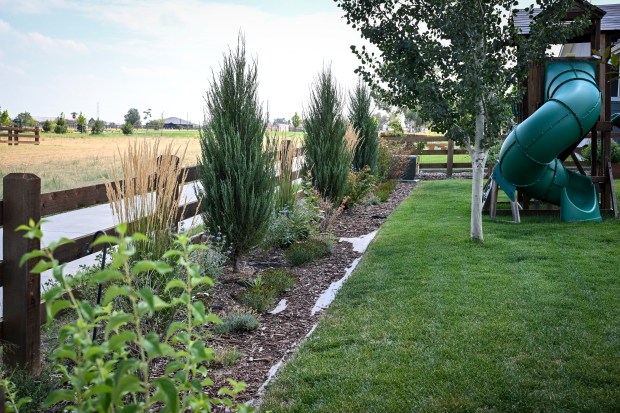 Green yards with surrounding native fields in Erie on Thursday, Aug. 13, 2026. (Photo by AAron Ontiveroz/The Denver Post)