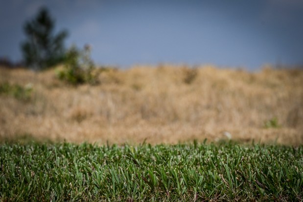 A green yard is visible in front of a dry field in Erie on Thursday, Aug. 13, 2026. (Photo by AAron Ontiveroz/The Denver Post)