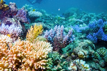 The U.S. dumped 500,000 tons of oyster shells into the ocean in 2007 - Nearly two decades later, they have created a thriving habitat for thousands of marine species