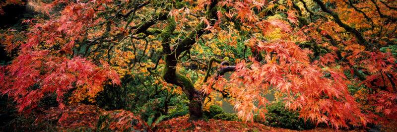 A Japanese maple tree with vibrant red and orange autumn leaves stands over a mossy ground covered in fallen foliage.