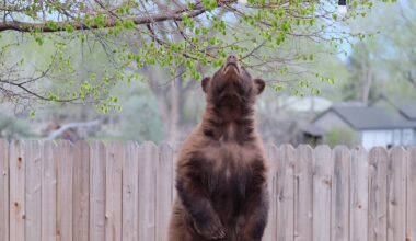 This is Carson City: Flora and fauna