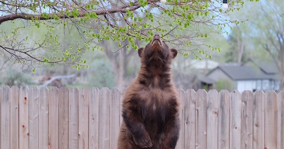 This is Carson City: Flora and fauna