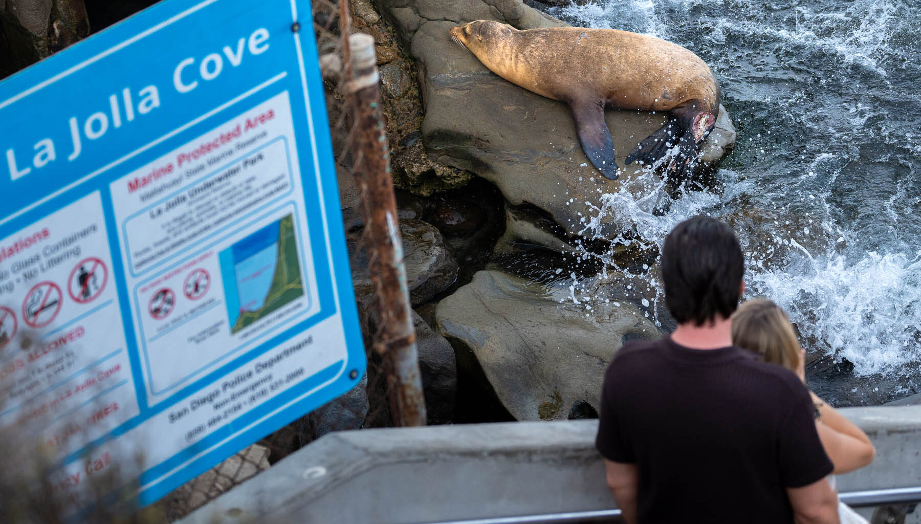 Should La Jolla Cove close to protect sea lions?