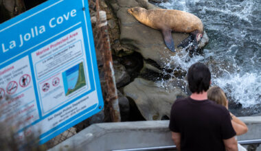 Should La Jolla Cove close to protect sea lions?