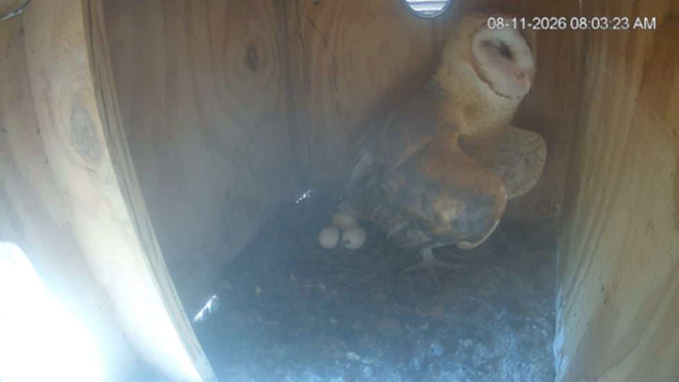 The first new egg was spotted on Aug. 6, and two more eggs appeared last week.