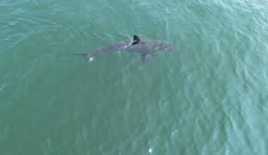 A great white shark off the coast of Scarborough, Maine, in 2025.