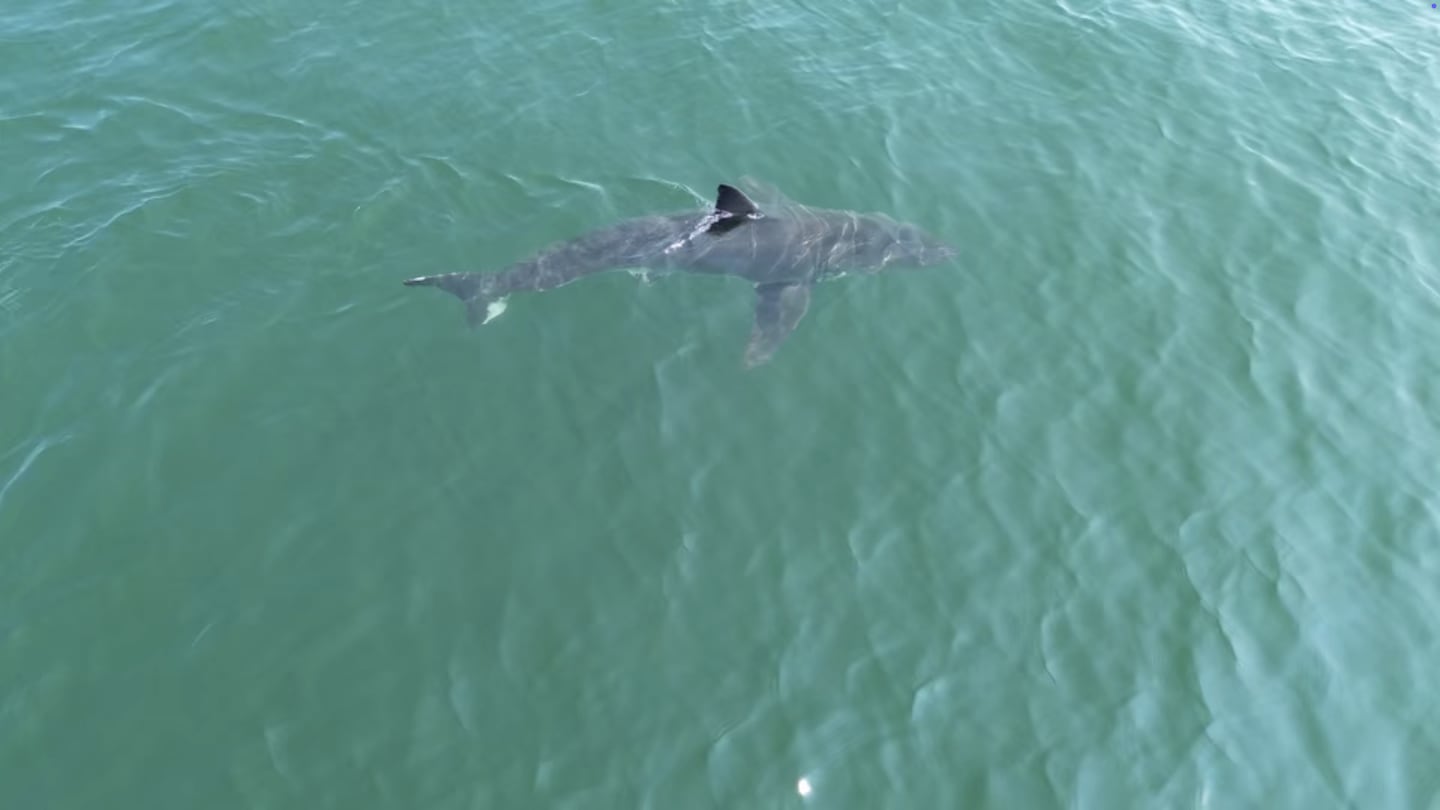 A great white shark off the coast of Scarborough, Maine, in 2025.