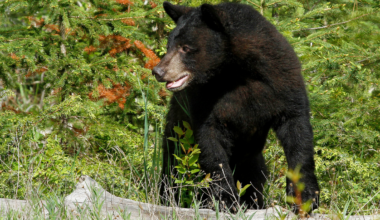 Bear attacks woman after breaking into Estes Park home, CPW investigating
