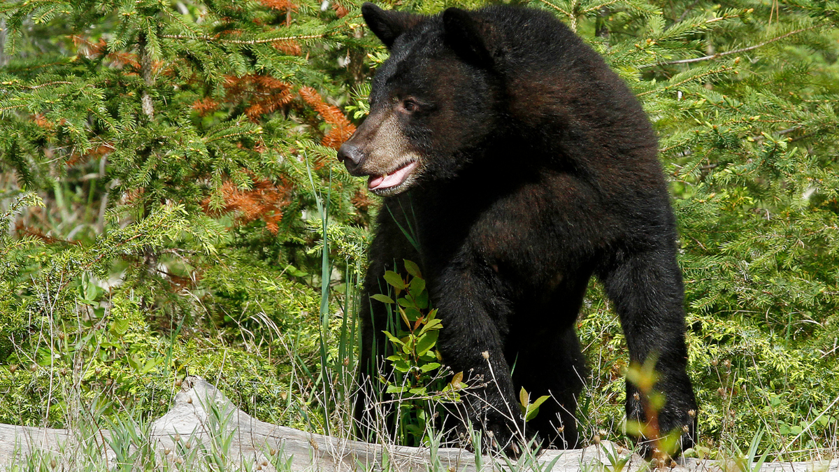 Bear attacks woman after breaking into Estes Park home, CPW investigating