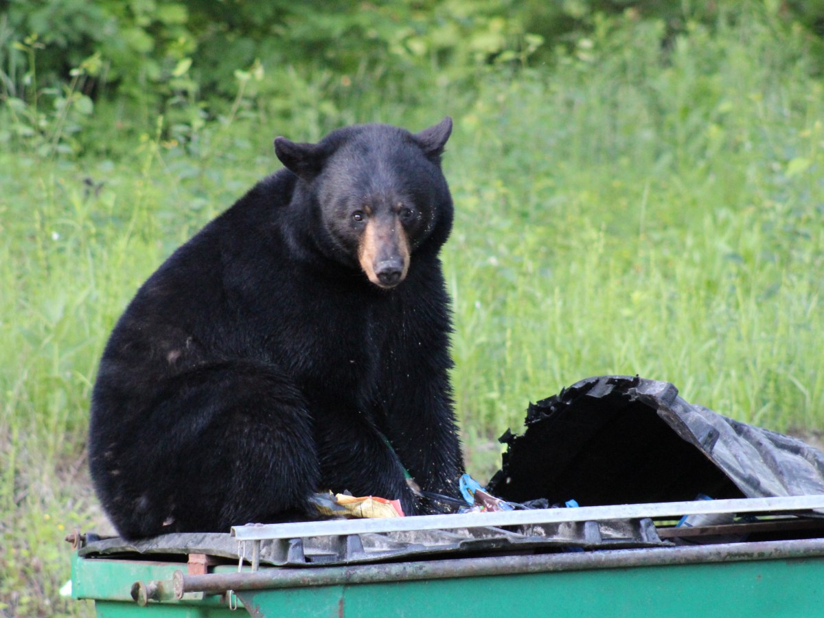 ‘The worst possible catch-22’: Fish and Wildlife struggles to combat bear rumors