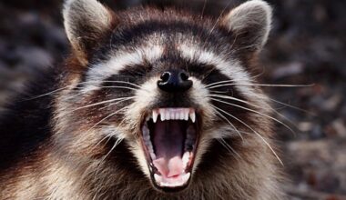 Rabid racoon found in southern Lenoir County