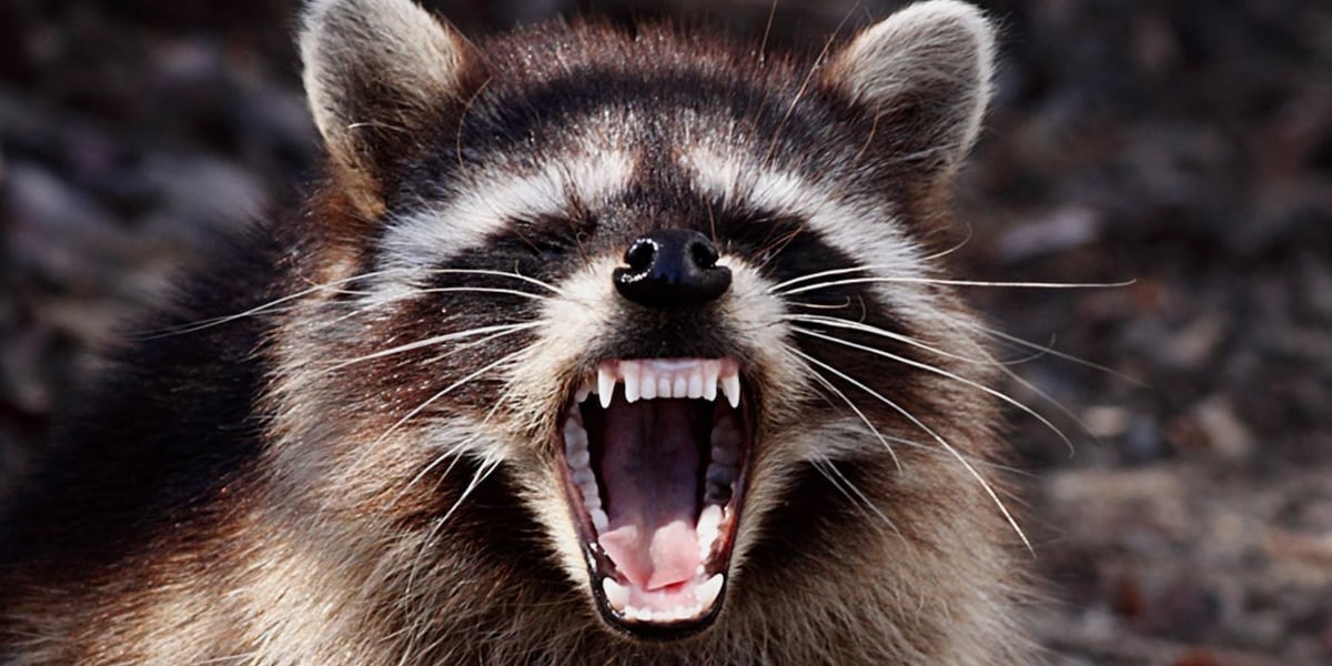 Rabid racoon found in southern Lenoir County