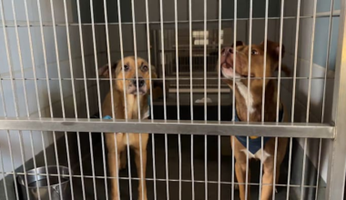 Emergency fosters needed after power outages disrupt animal shelters, ACS says