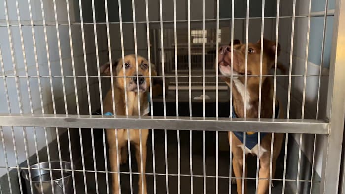 Emergency fosters needed after power outages disrupt animal shelters, ACS says