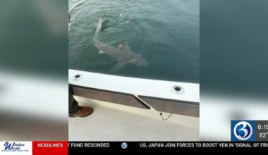 Sandbar sharks showing up more often in Long Island Sound