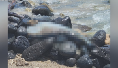 NOAA investigate death of adult female monk seal found in West Oahu