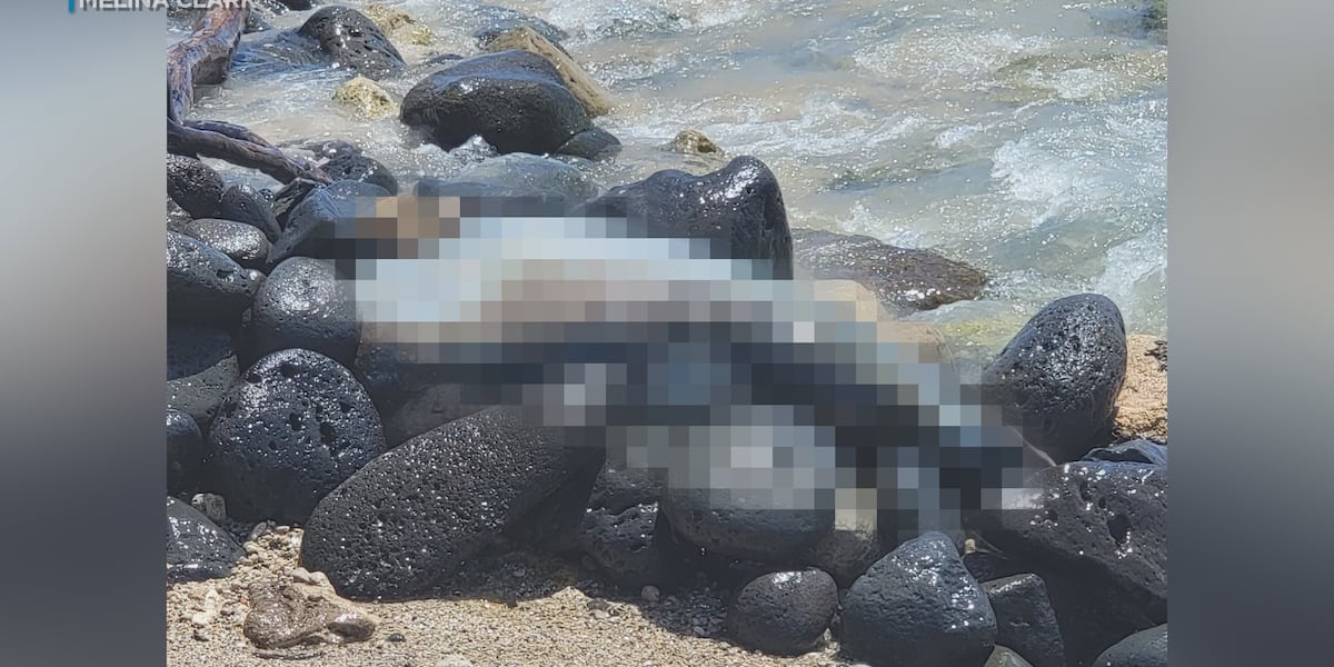NOAA investigate death of adult female monk seal found in West Oahu