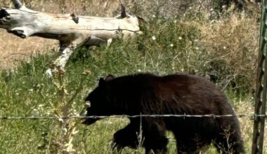 Bear sighted in Lincoln County