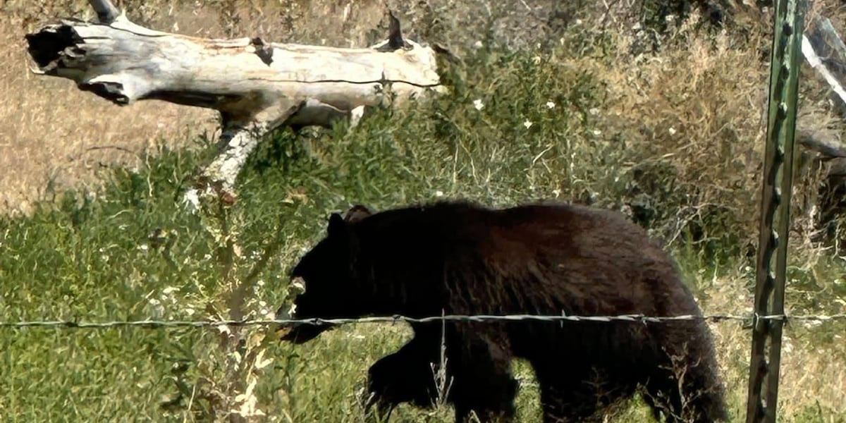 Bear sighted in Lincoln County