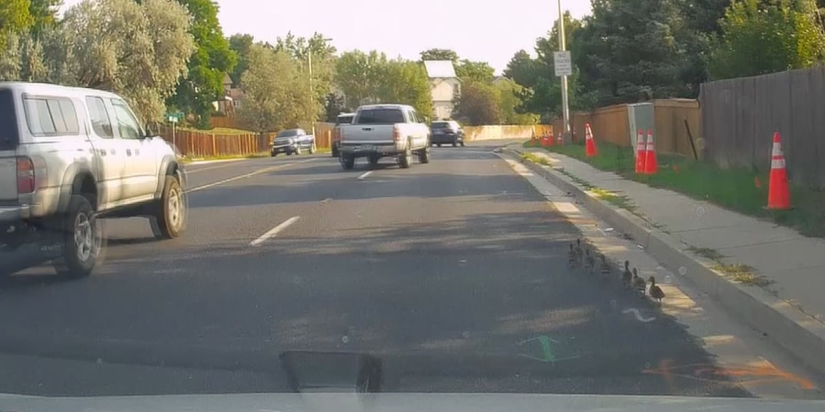 Make way for ducklings! 7 baby ducks hold up traffic in Rockrimmon until an 11 News employee saves the day!