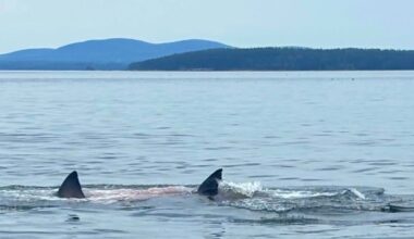 White shark spotted feeding on seal off MDI