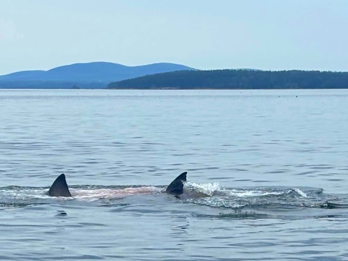 White shark spotted feeding on seal off MDI