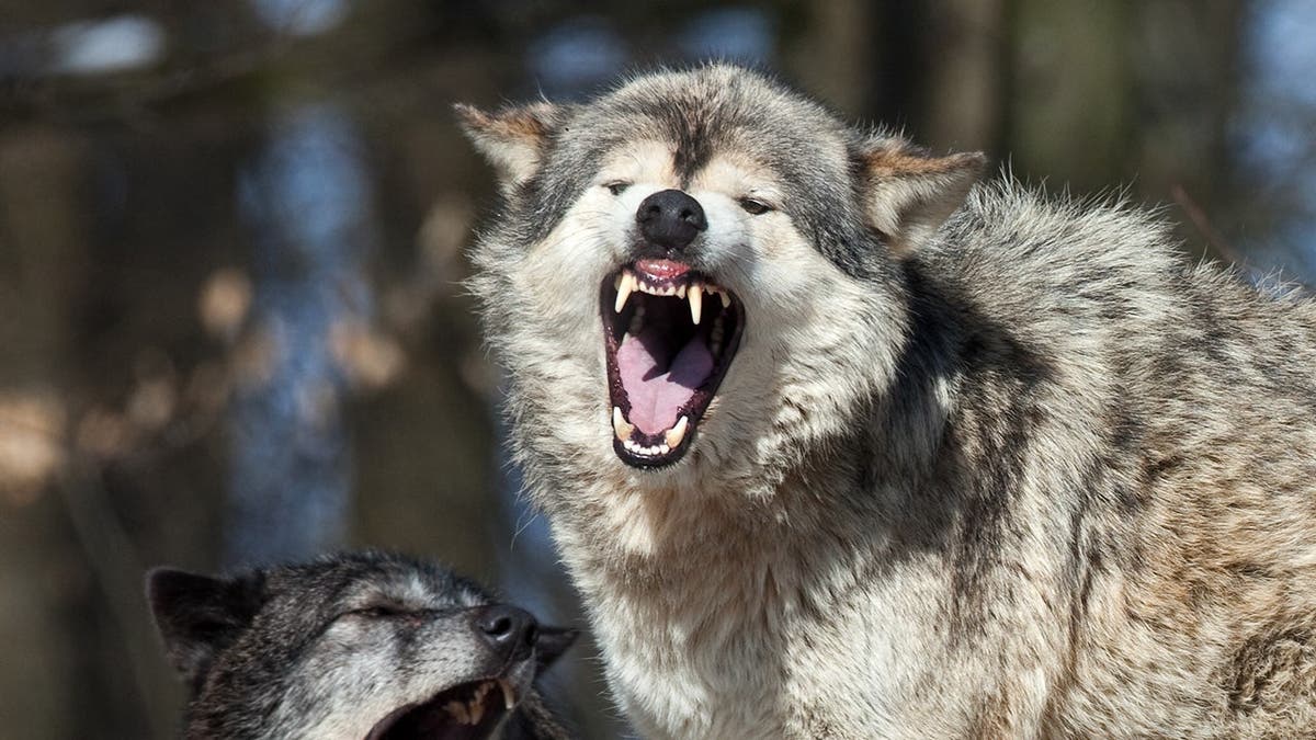 A large wolf snarling.
