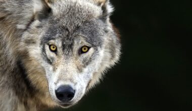 Montana wildlife commission overhauls recommended wolf quota, questioning state-backed science