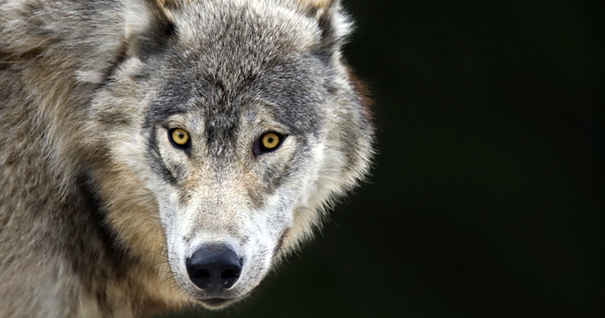 Montana wildlife commission overhauls recommended wolf quota, questioning state-backed science