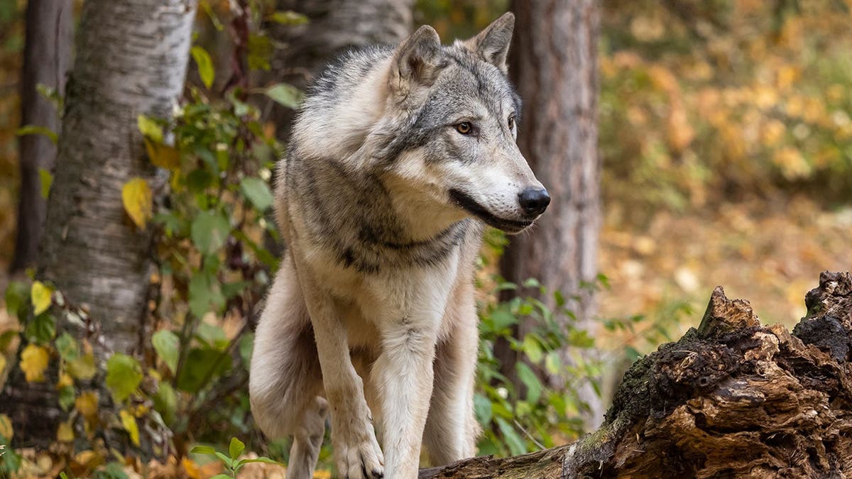 A look at a wolf in the wold.