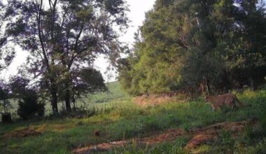 Possible mountain lion spotted north of Staplehurst, sheriff’s office says