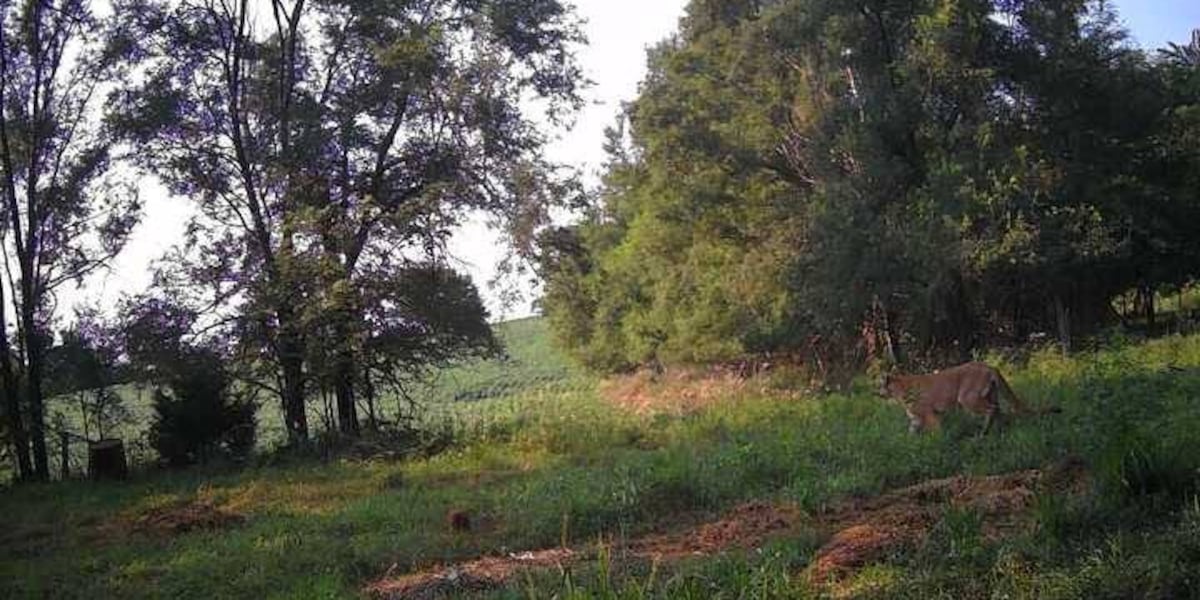 Possible mountain lion spotted north of Staplehurst, sheriff’s office says