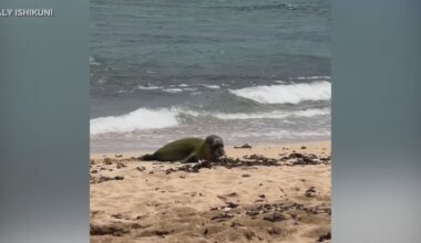 2 men accused of throwing rock at monk seal pup