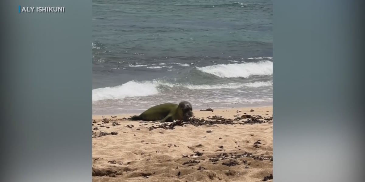 2 men accused of throwing rock at monk seal pup