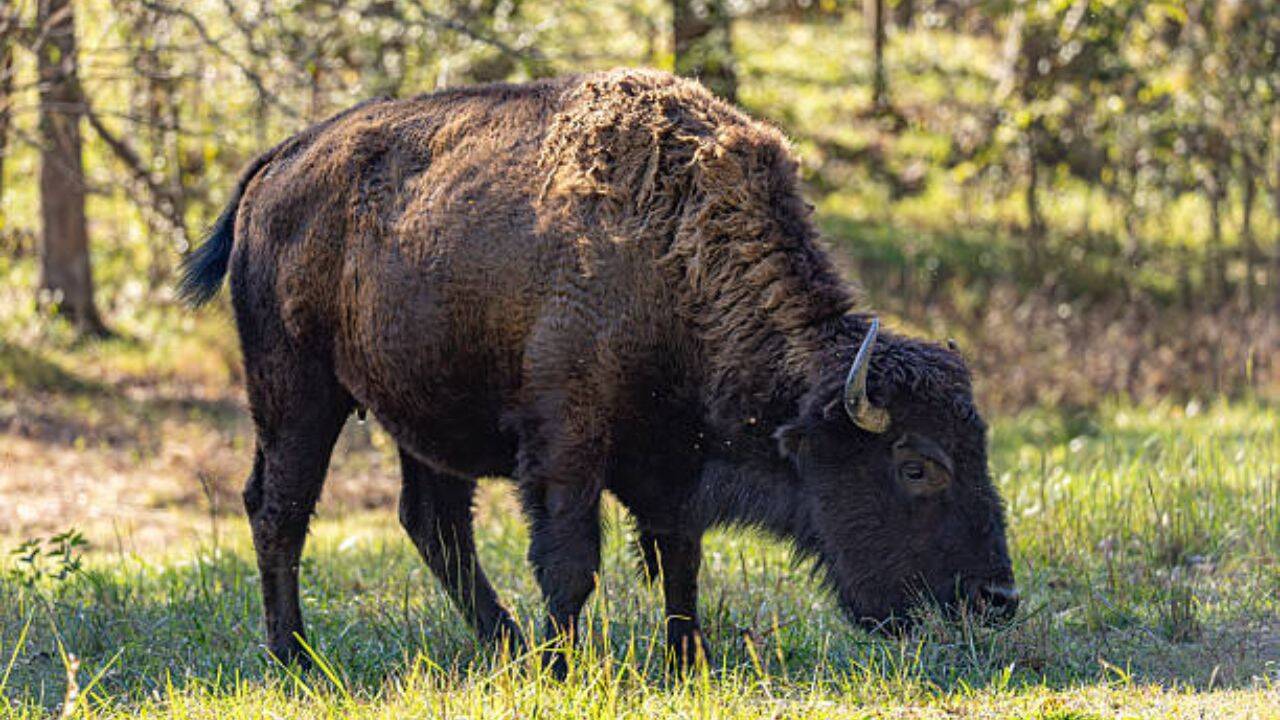 In Mexico, American bison lived in the states of Sonora, Chihuahua, Coahuila, Nuevo León, and Durango A fundamental species